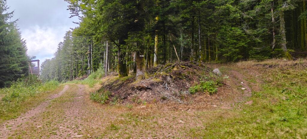 Two forest tracks split, one of which has a signpost with a blue cross symbol. 