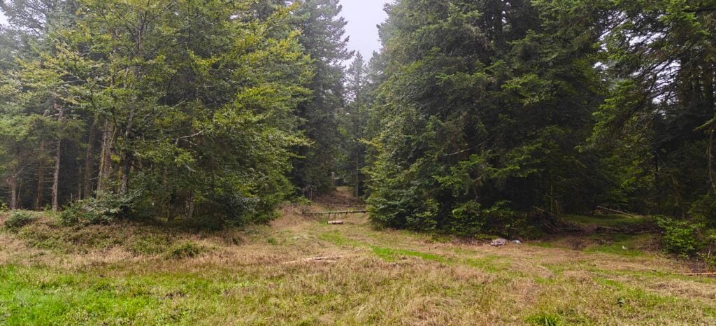 A clearing in the forest. Two grass paths are in front of us, one of which has small trees across it. 