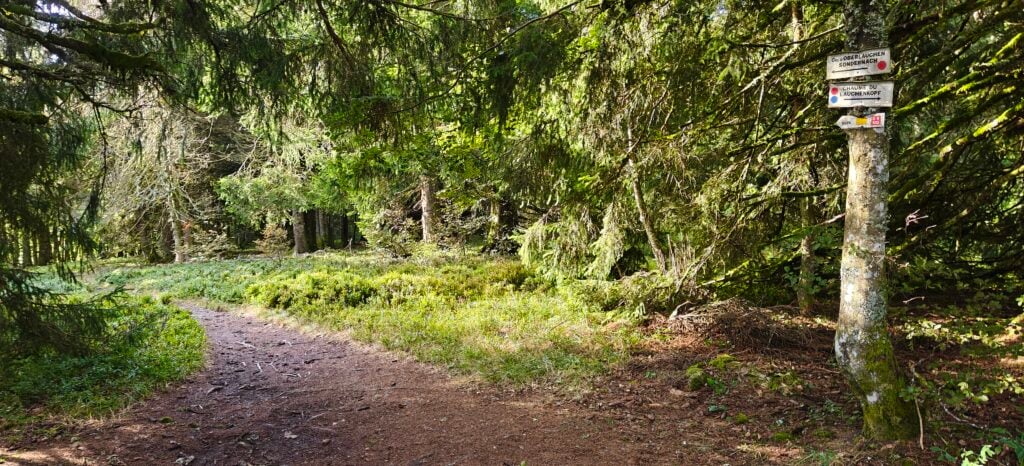A path through a fairly thin forest. One of the trees has signposts attached to it. 