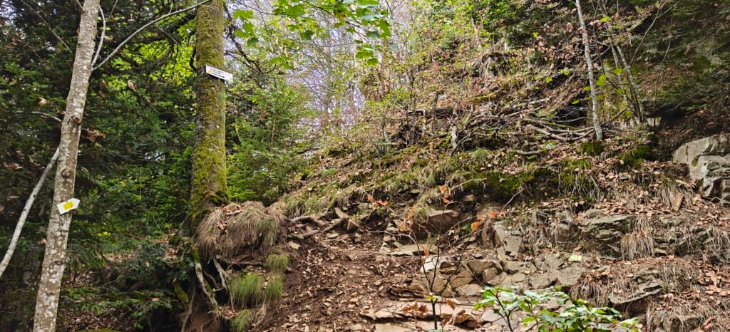A steep bank of mud, rocks and moss. A tree as a signpost attached to it pointing up the bank. 
